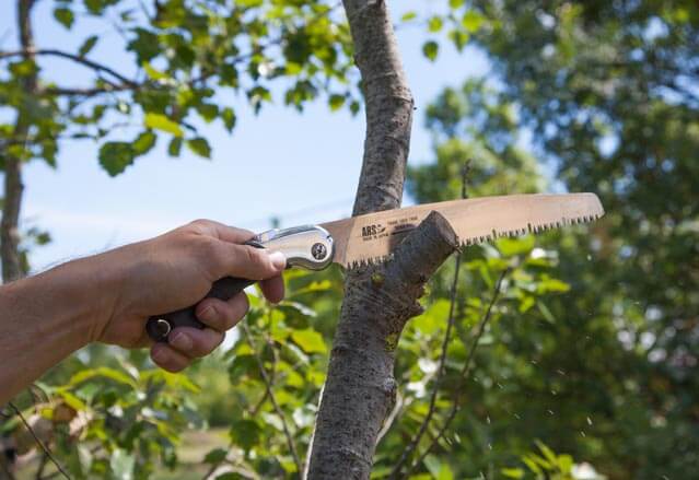 Scie arboricole